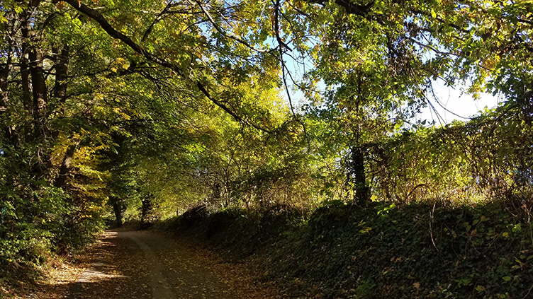 Chemin ombragé du Crêt Millet bordé d'arbres centenaires